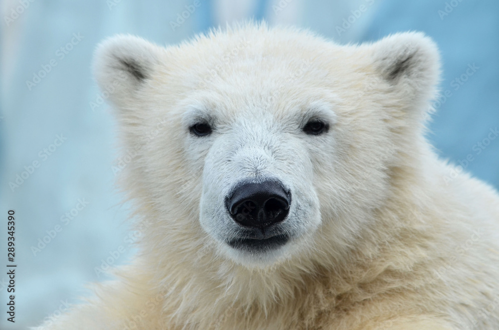 polar bear on white background polar bear on white background