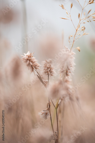 field of wheat © CFFotografie