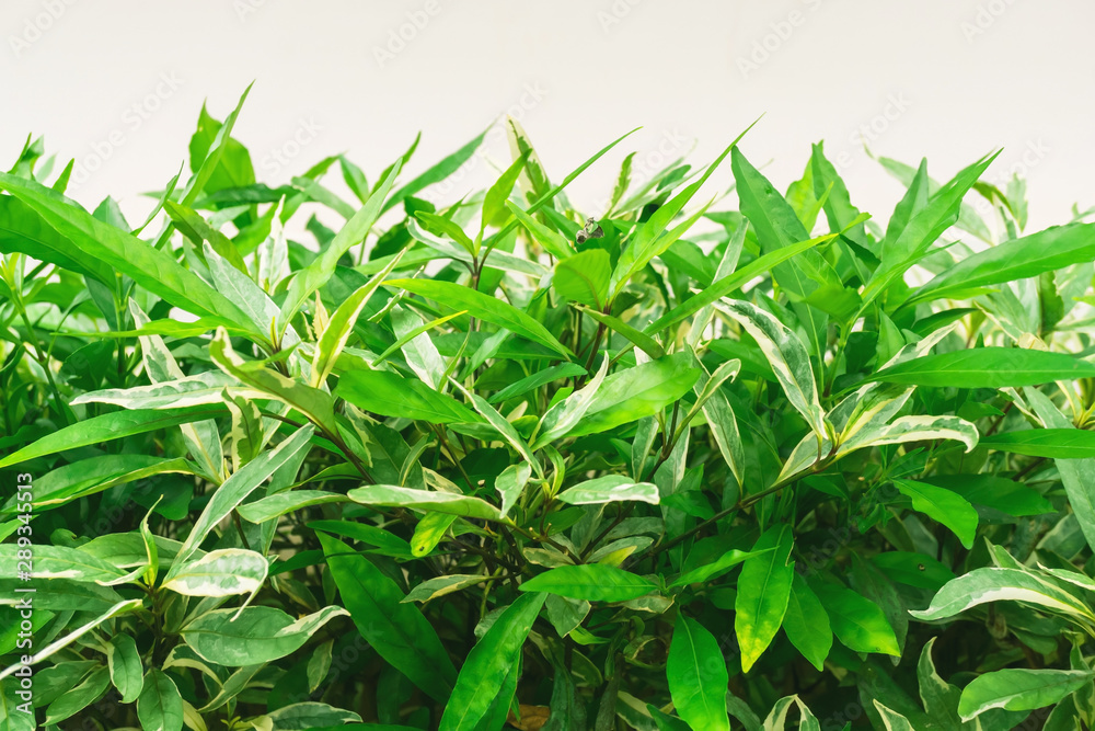 shrubbery, Green hedges, shrubbery texture background, exterior in natural style, green leaves on white background