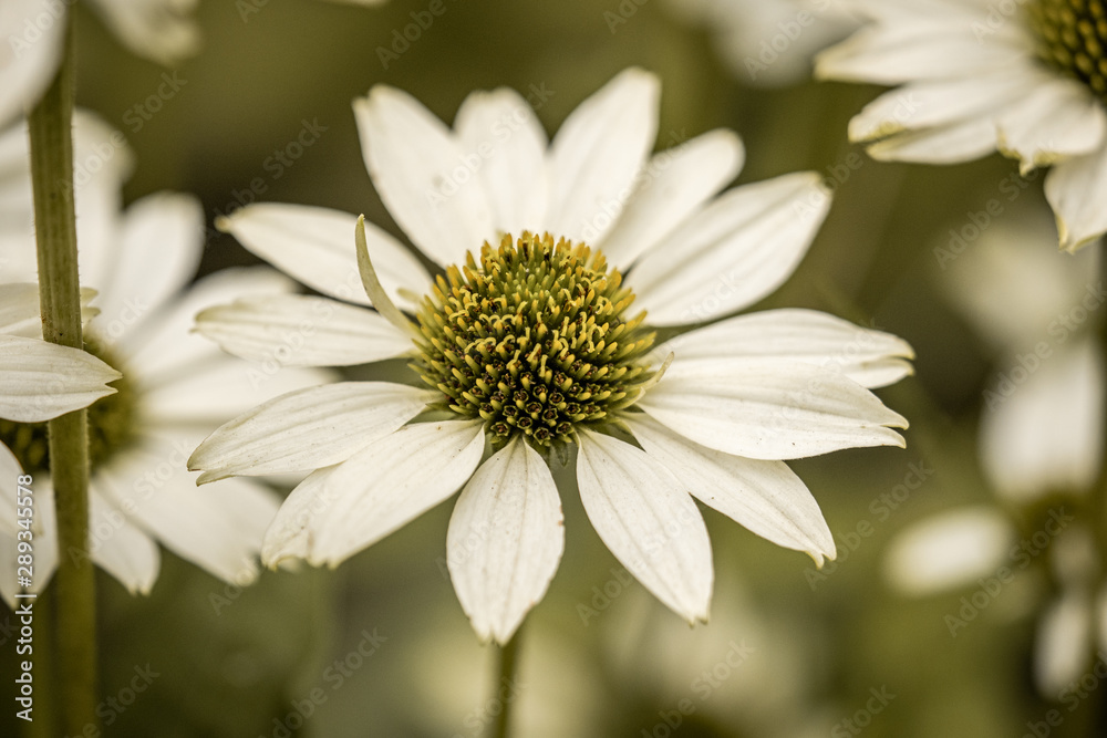 Obraz premium white flower on green background