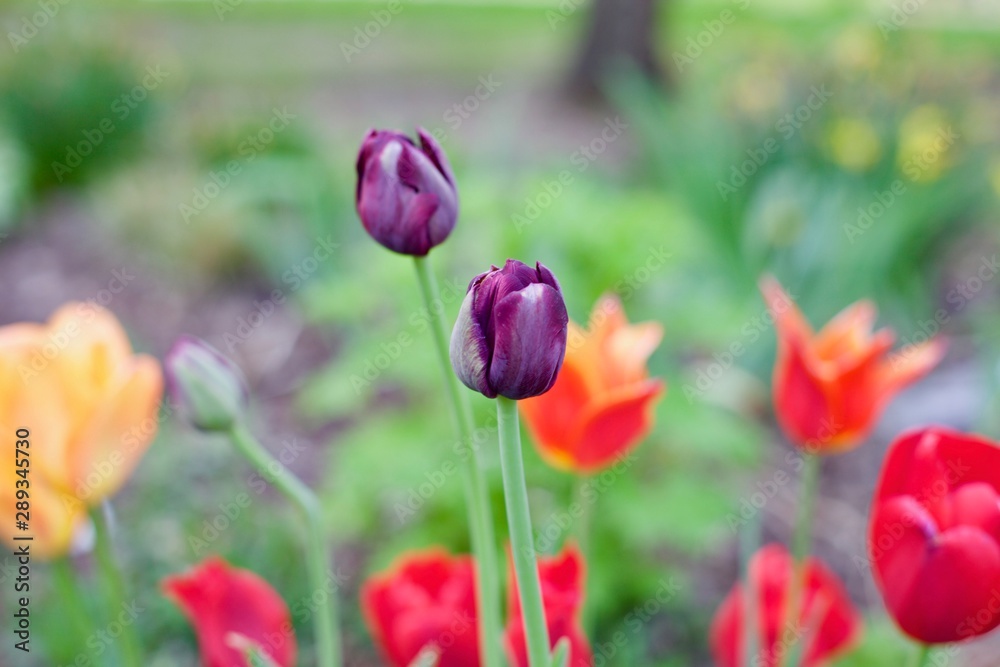 puple tulip