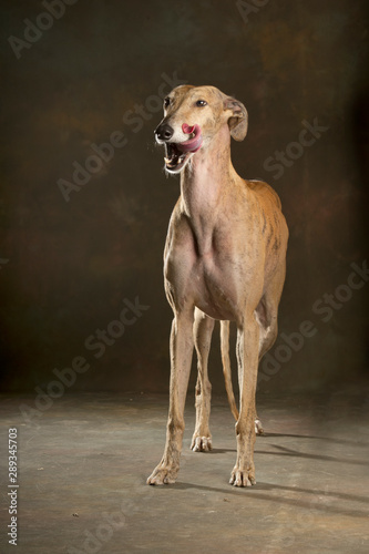 Portrait of a greyhound in studio with tongue out
