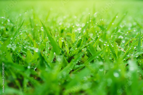 The grass and dew in the morning, Fresh green grass with water drops, blurred bokeh, Green grass with water drops