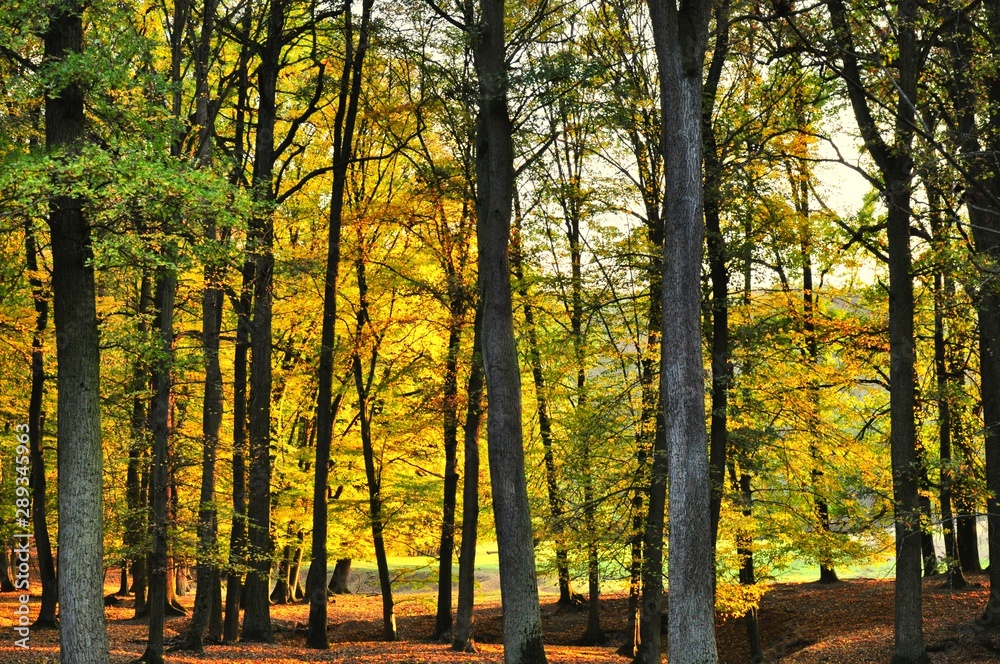 Obraz premium Broad leaf trees forest at autumn / fall sunlight