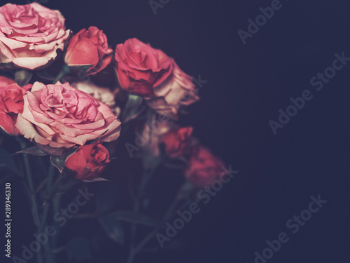 A branch of small red and pink roses is on a black background. There is a blank space for text.