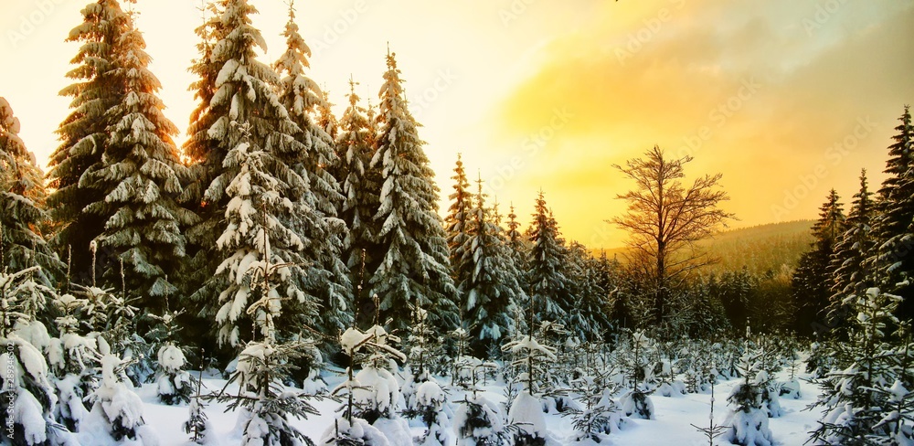 Beautiful scenic winter landscape with the snow covered spruce trees - obrazy, fototapety, plakaty 
