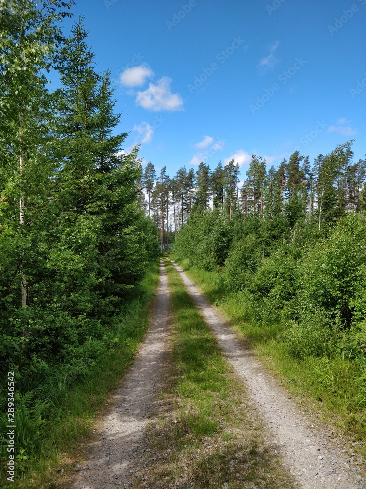 road in the forest, midsummer in Finland
