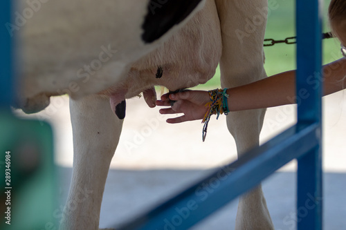 young girl milking a cow photo
