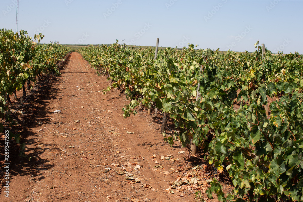 grape vine plants and plantation wine