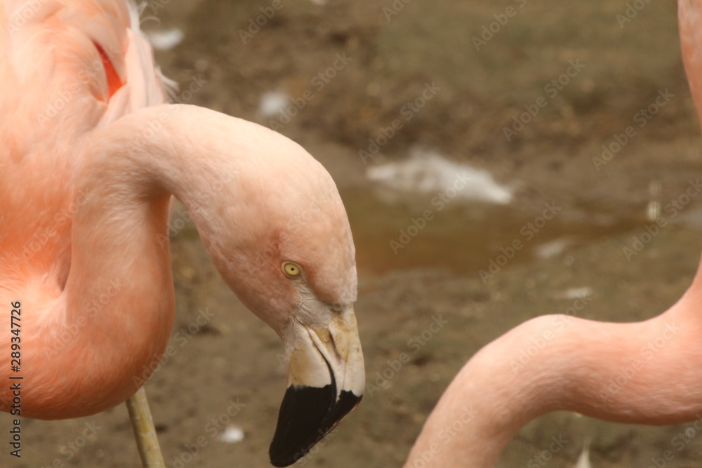 Fototapeta American Flamingo