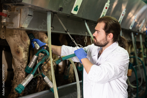 Farmer milking cows