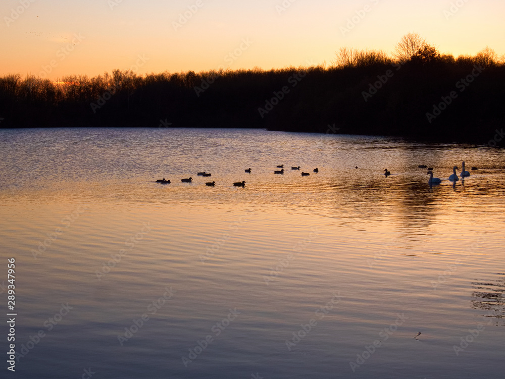 Abendstimmung mit Enten