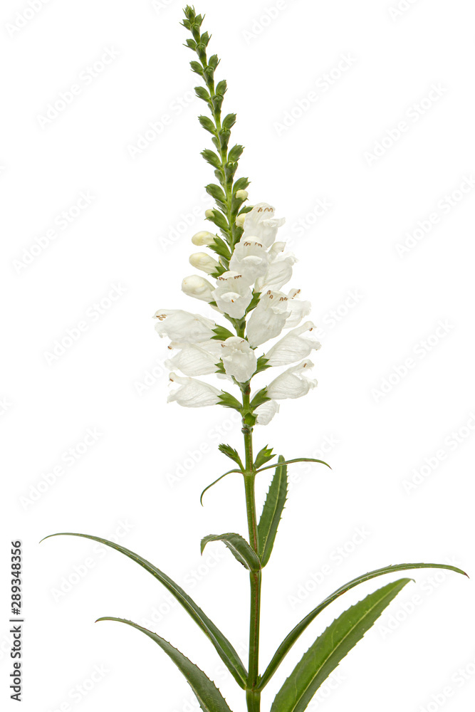 Fototapeta premium White flowers of physostegia, Physostegia virginiana, isolated on white background
