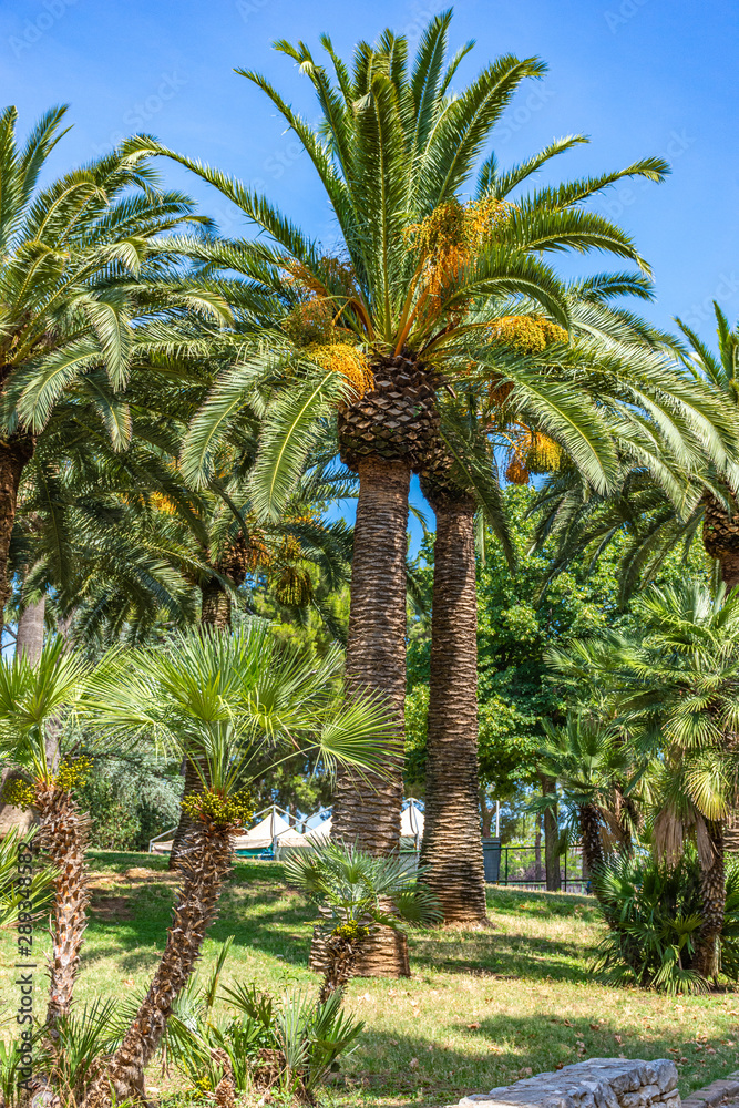 Italy, Bari, view of beautiful palm trees in a public park Italy, Bari, view of beautiful palm trees in a public park