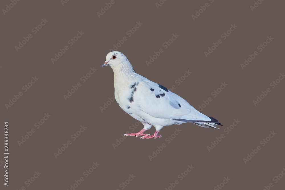 Obraz premium Pigeon close-up on an isolated background
