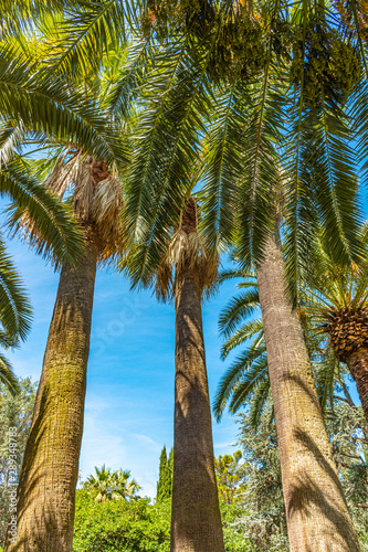 Italy  Bari  view of beautiful palm trees in a public park