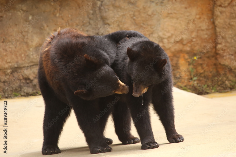 Fototapeta premium Black Bear