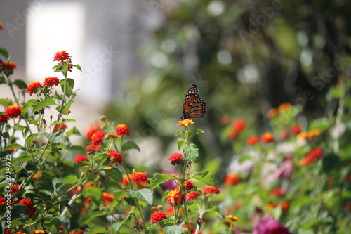 butterfly and flowers