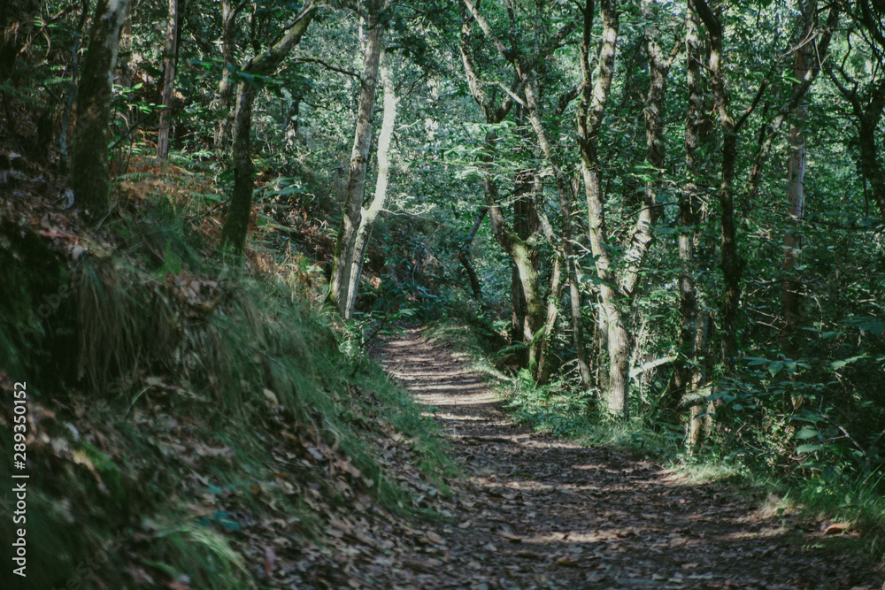 footpath in the woods. Natural footpath in the woods. Natural