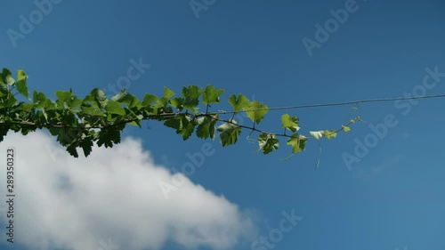 Vine branch through the vineyard in Valdobbiadene - 4k
