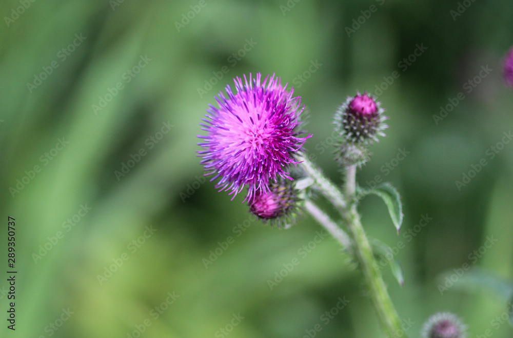 Carduus acanthoides, known as the spiny plumeless thistle, welted thistle, and plumeless thistle Carduus acanthoides, known as the spiny plumeless thistle, welted thistle, and plumeless thistle