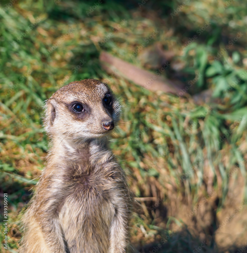 Fototapeta premium Meerkat looking around