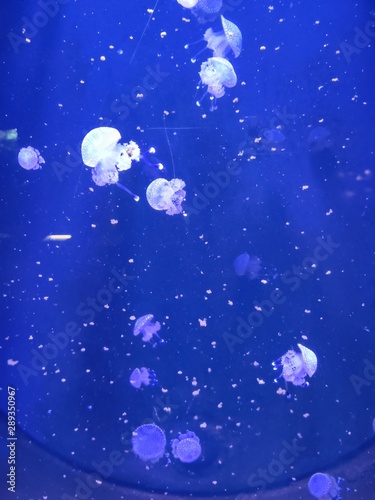 jellyfish pattern