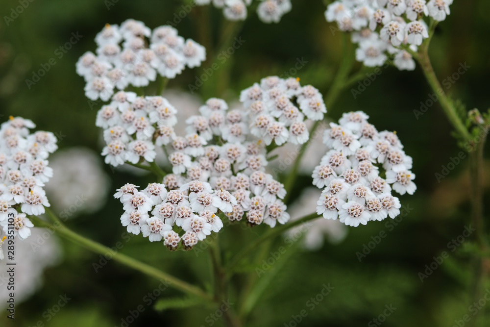 Achillea millefolium, commonly known as yarrow, blooming in spring Achillea millefolium, commonly known as yarrow, blooming in spring