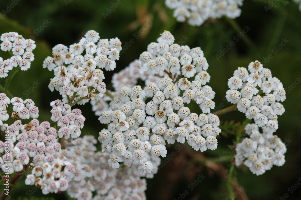 Achillea millefolium, commonly known as yarrow, blooming in spring