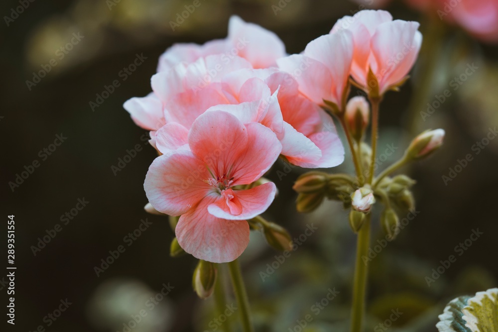 pink flower in garden pink flower in garden