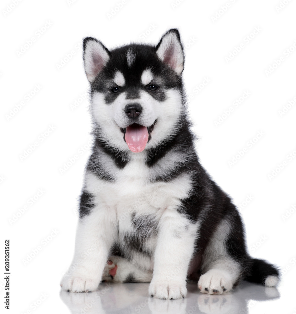 How Much Are White Husky Puppies