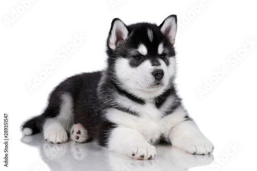 Cute fluffy Siberian Husky puppy on a white background  black and white puppy