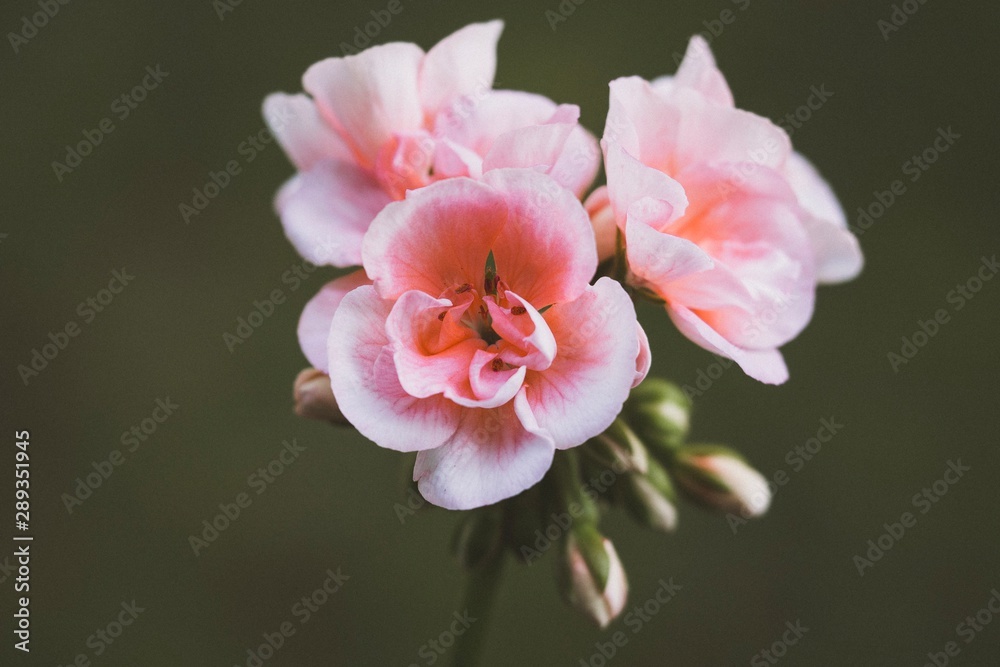 pink flowers on black background pink flowers on black background