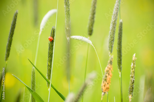 The red ladybird climbs on a blade of grass.