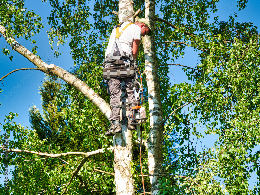 Fototapeta premium Mature male tree trimmer high in birch tree, 30 meters from ground, cutting branches with gas powered chainsaw and attached with headgear for safe job
