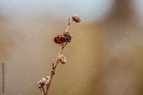 ant on flower © Sven