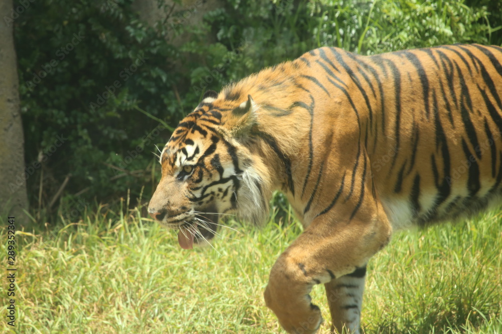 tiger tiger