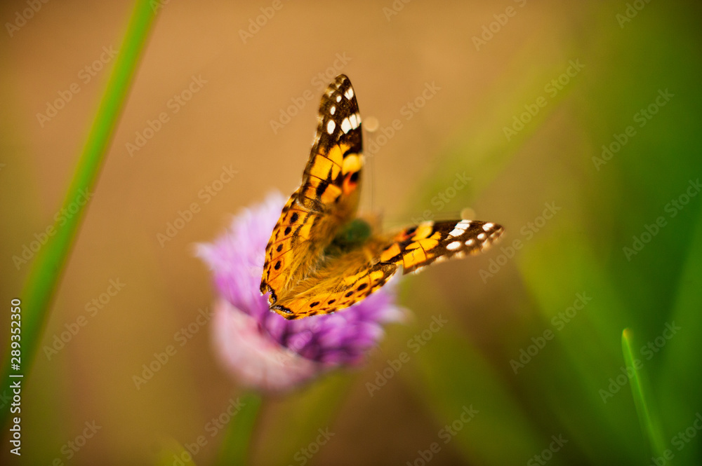 Urticaria butterfly on honey flowers of lettuce onion. Aglais urticae, Nymphalis urticae is diurnal butterfly from the family Nymphalidae, species of genus Aglais. Urticaria butterfly on honey flowers of lettuce onion. Aglais urticae, Nymphalis urticae is diurnal butterfly from the family Nymphalidae, species of genus Aglais.