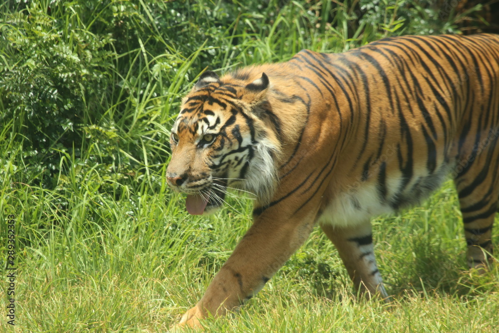 Fototapeta premium tiger
