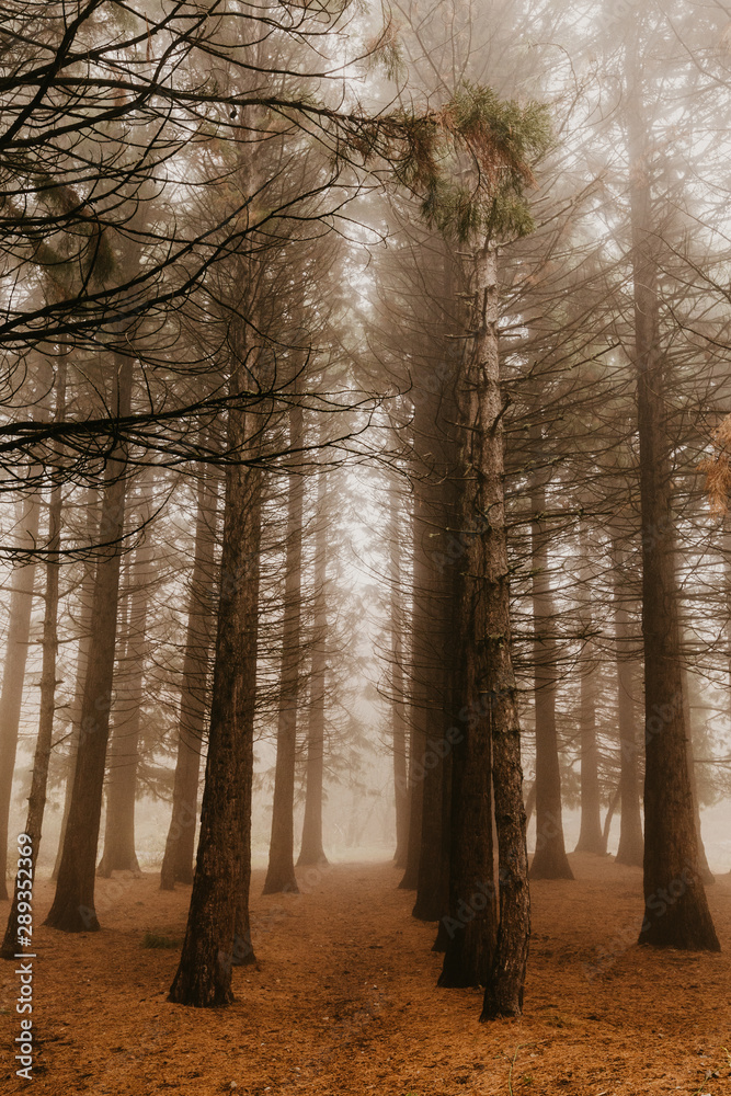 Trail through a mysterious dark old forest in fog. Autumn morning in Crimea. Magical atmosphere. Fairytale