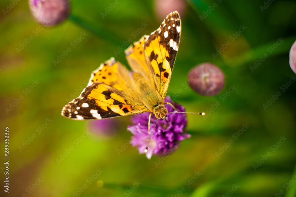 Urticaria butterfly on honey flowers of lettuce onion. Aglais urticae, Nymphalis urticae is diurnal butterfly from the family Nymphalidae, species of genus Aglais. Urticaria butterfly on honey flowers of lettuce onion. Aglais urticae, Nymphalis urticae is diurnal butterfly from the family Nymphalidae, species of genus Aglais.