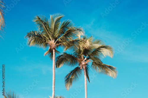 palm tree against blue sky with clouds