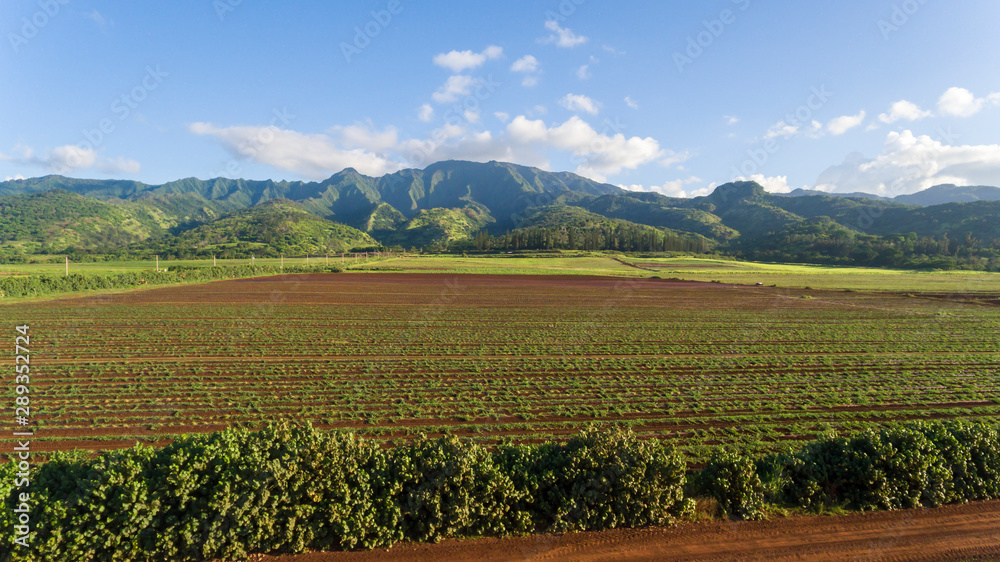 Aerial view of a Sunflower Farm on the north shore of Oahu Hawaii