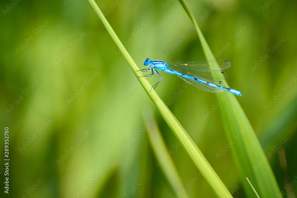 Gracious fawn, blue dragonfly resting on a leaf on the shore of the lake. Gracious fawn, blue dragonfly resting on a leaf on the shore of the lake.