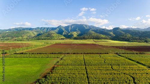 Aerial view of a Sunflower Farm on the north shore of Oahu Hawaii