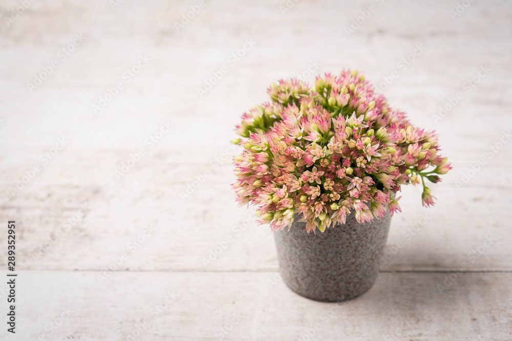Fototapeta premium flowers in a small ceramic pot on a white wooden background, close-up, copy space