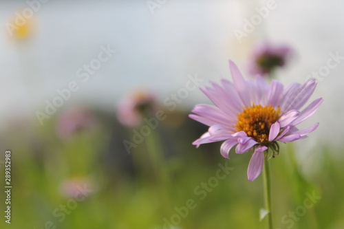 purple flowers