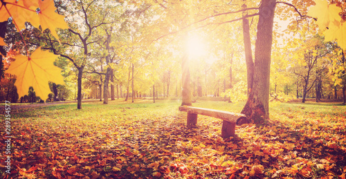 drzewa w parku jesienią w słoneczny dzień