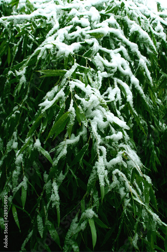 snowy bamboo