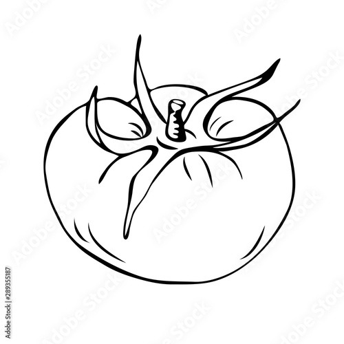 vector tomato outline illustration isolated on white background. Hand drawn tomatoe icon. vintage hand sketch tomato. vector outline illustration for coloring or farm logo concept. Farm market product